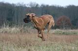 DOGUE ALLEMAND 687